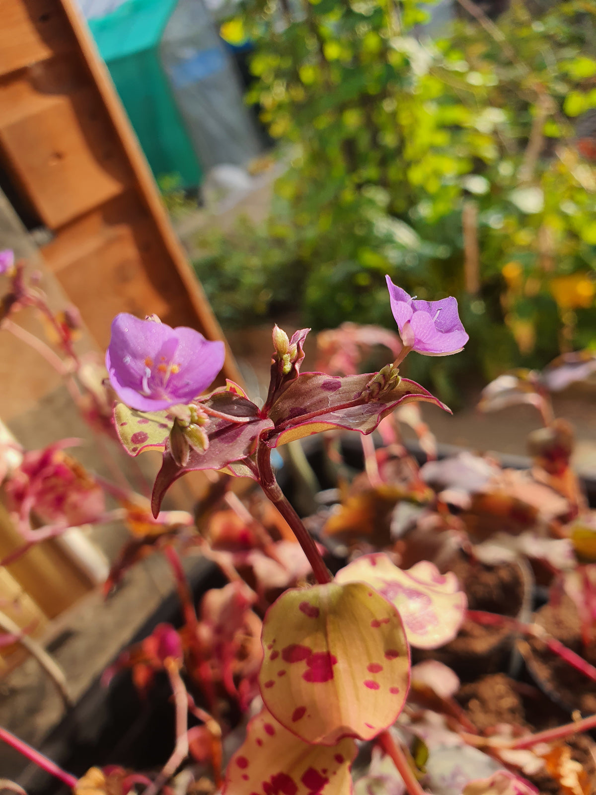 Tinantia  pringlei - Dark Form   - Spotted mexican Wandering Dew