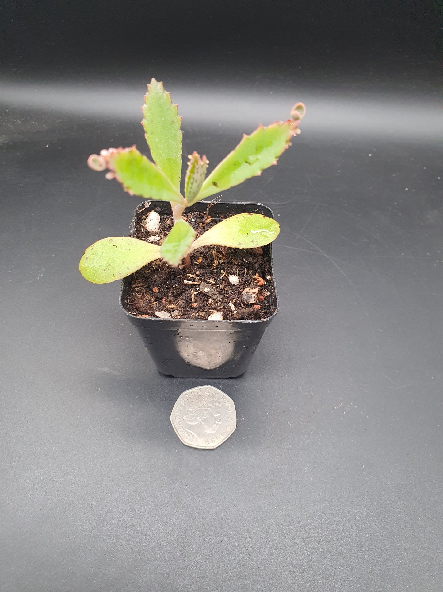 Kalanchoe  x rauhii  / K. rauhi hort. / Lucky Bells