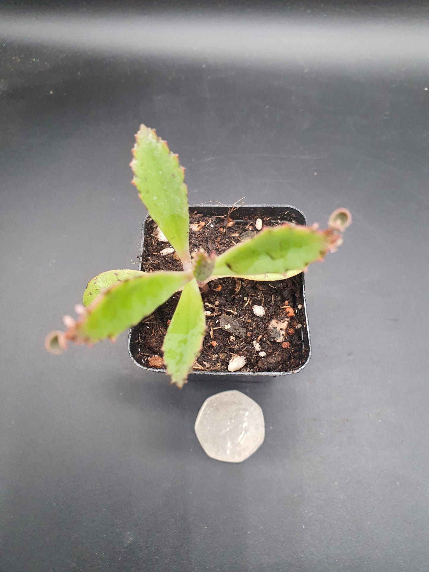 Kalanchoe  x rauhii  / K. rauhi hort. / Lucky Bells