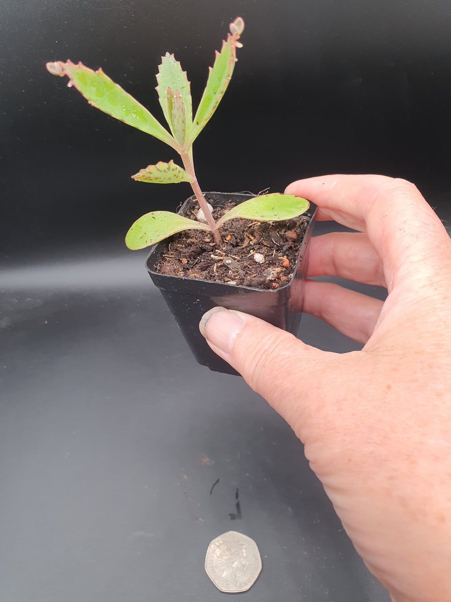 Kalanchoe  x rauhii  / K. rauhi hort. / Lucky Bells