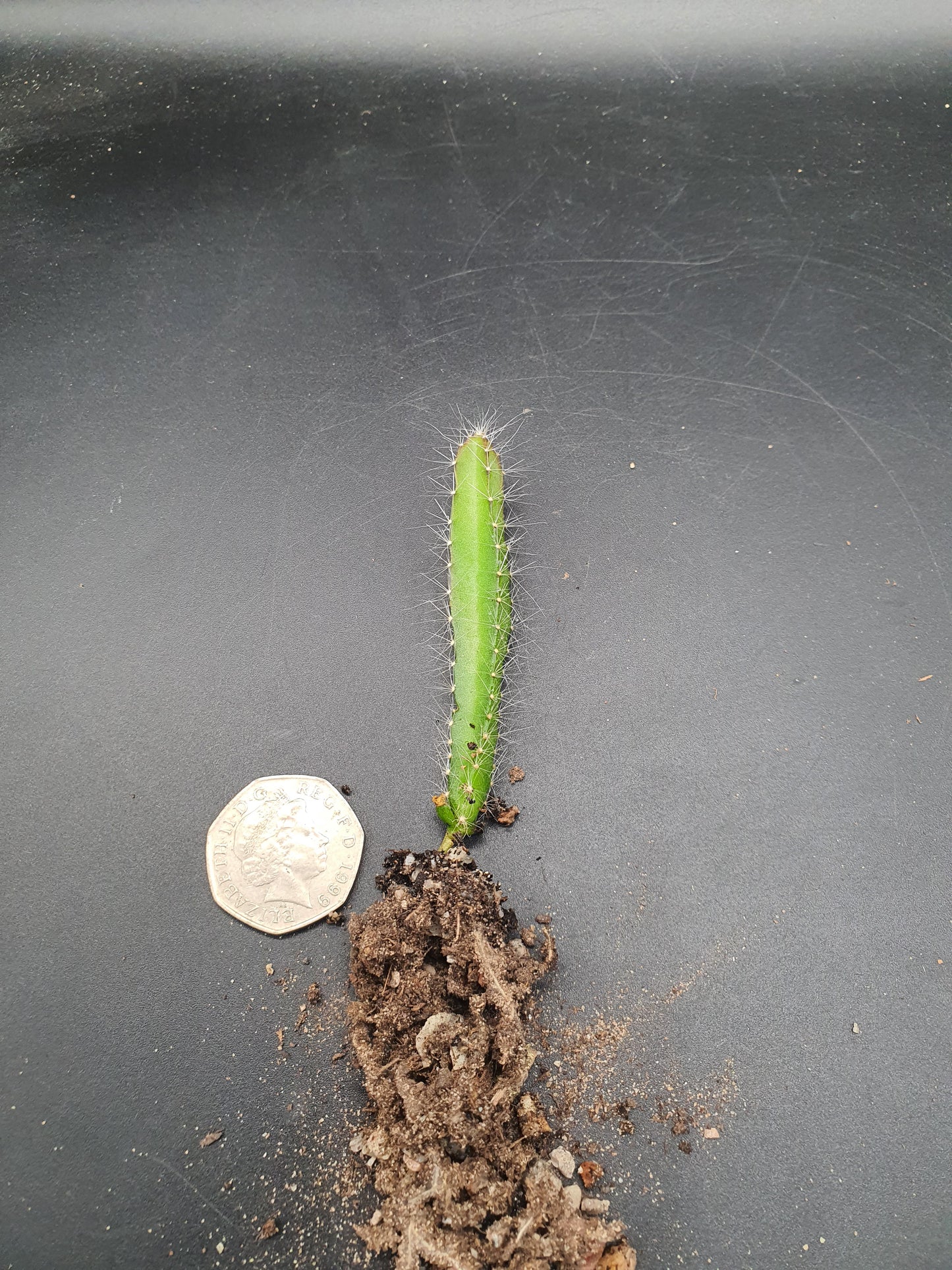 Selenicereus undatus  | Hylocereus undatus | White Dragon Fruit | Plug