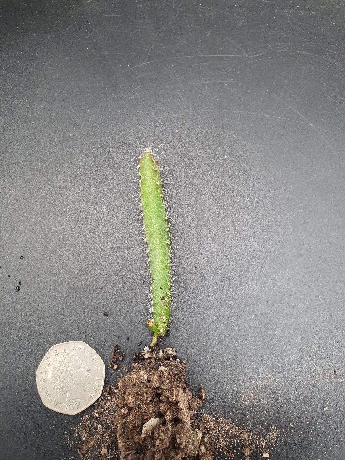 Selenicereus undatus  | Hylocereus undatus | White Dragon Fruit | Plug