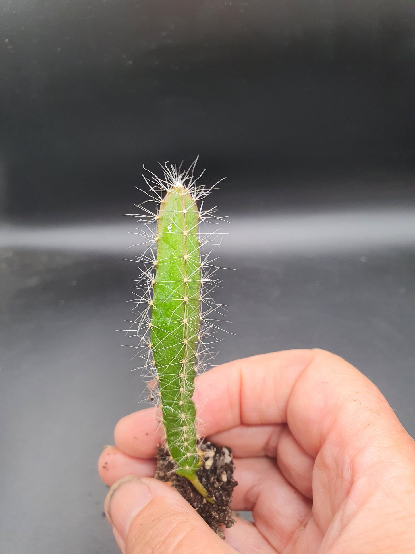 Selenicereus undatus  | Hylocereus undatus | White Dragon Fruit | Plug