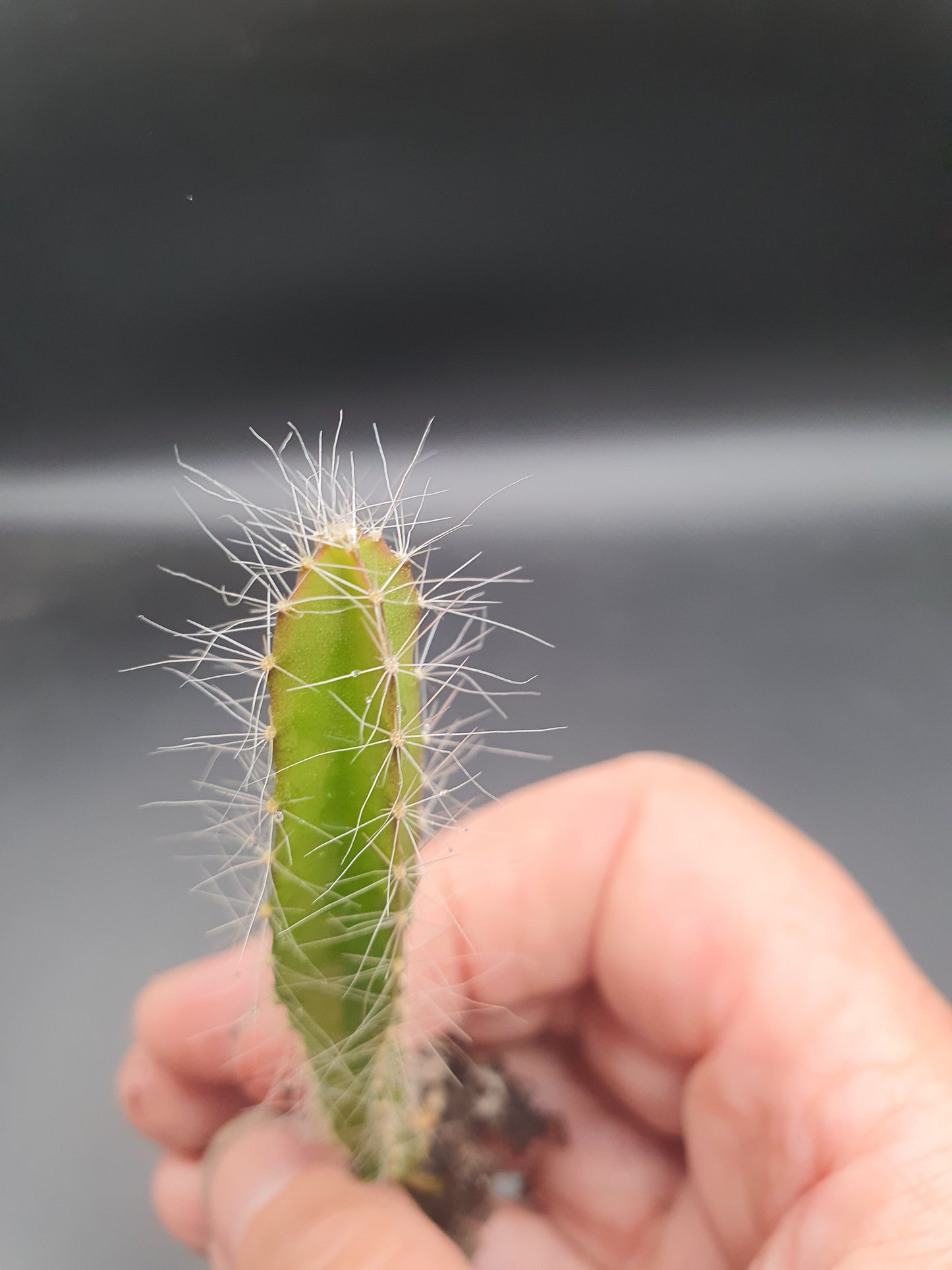Selenicereus undatus  | Hylocereus undatus | White Dragon Fruit | Plug