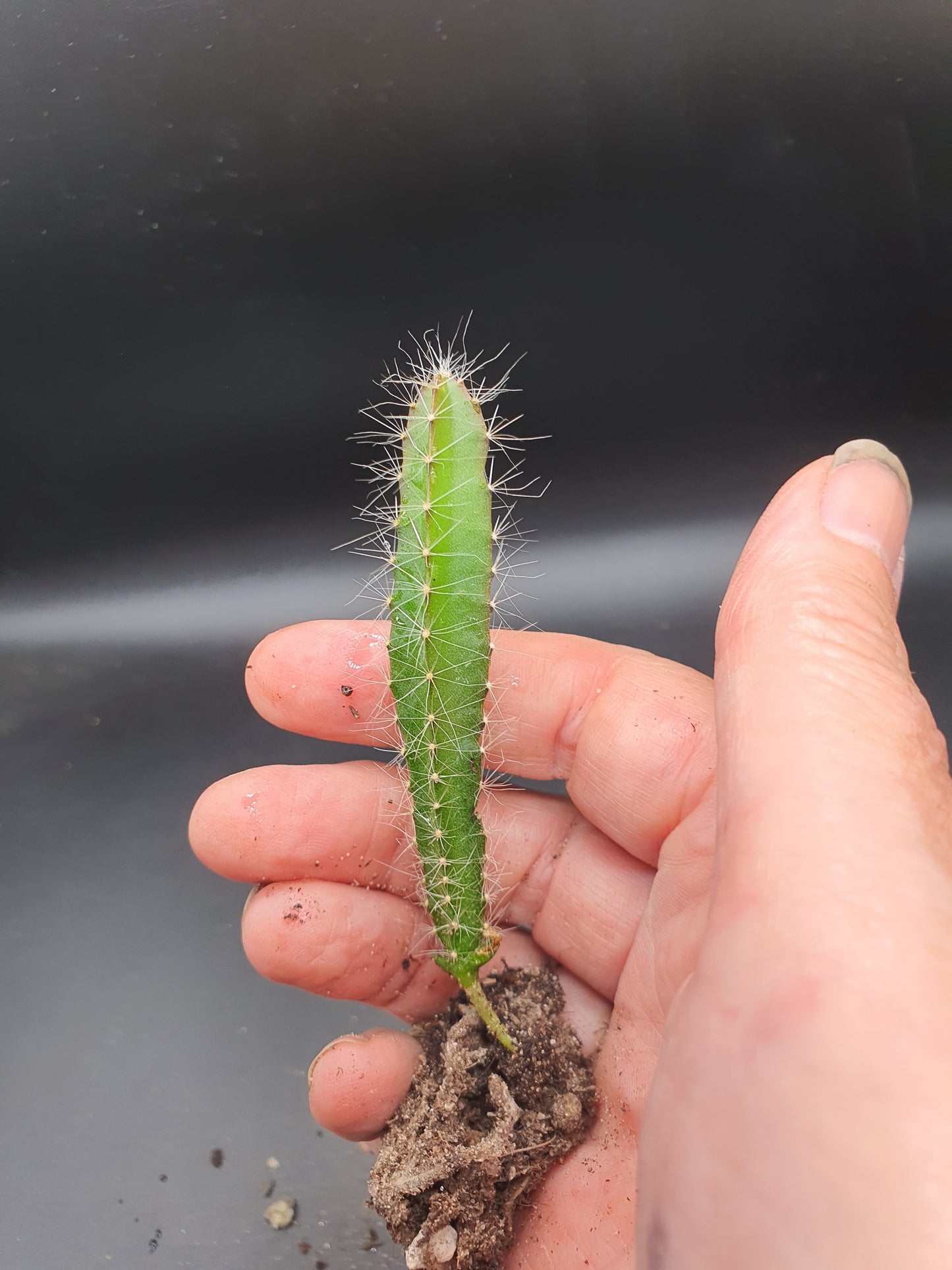 Selenicereus undatus  | Hylocereus undatus | White Dragon Fruit | Plug