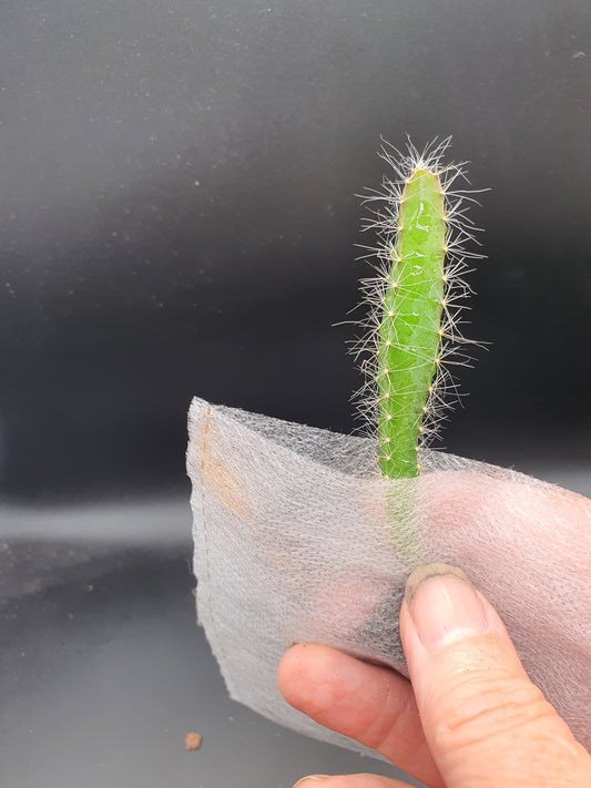 Selenicereus undatus  | Hylocereus undatus | White Dragon Fruit | Plug