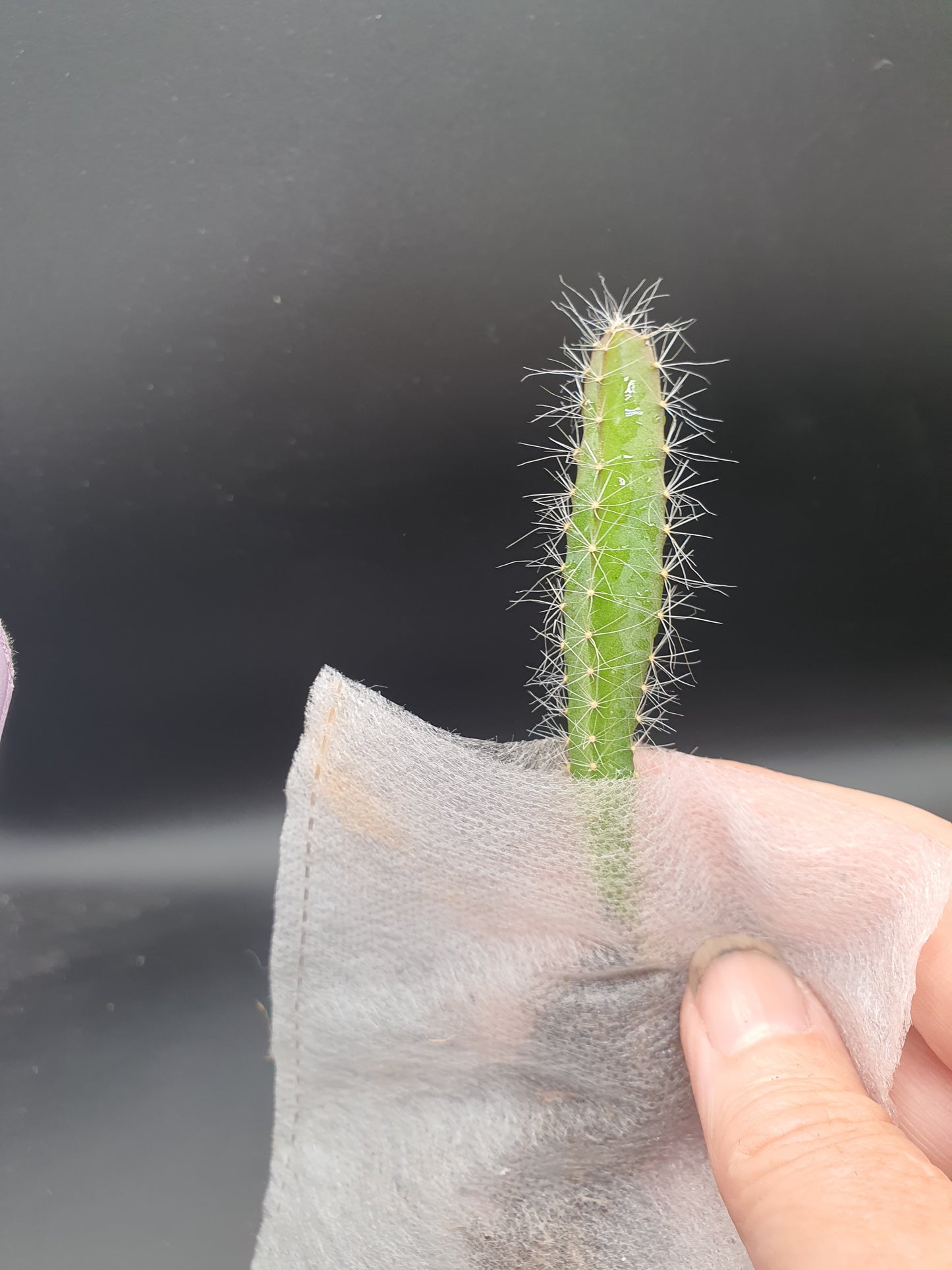 Selenicereus undatus  | Hylocereus undatus | White Dragon Fruit | Plug