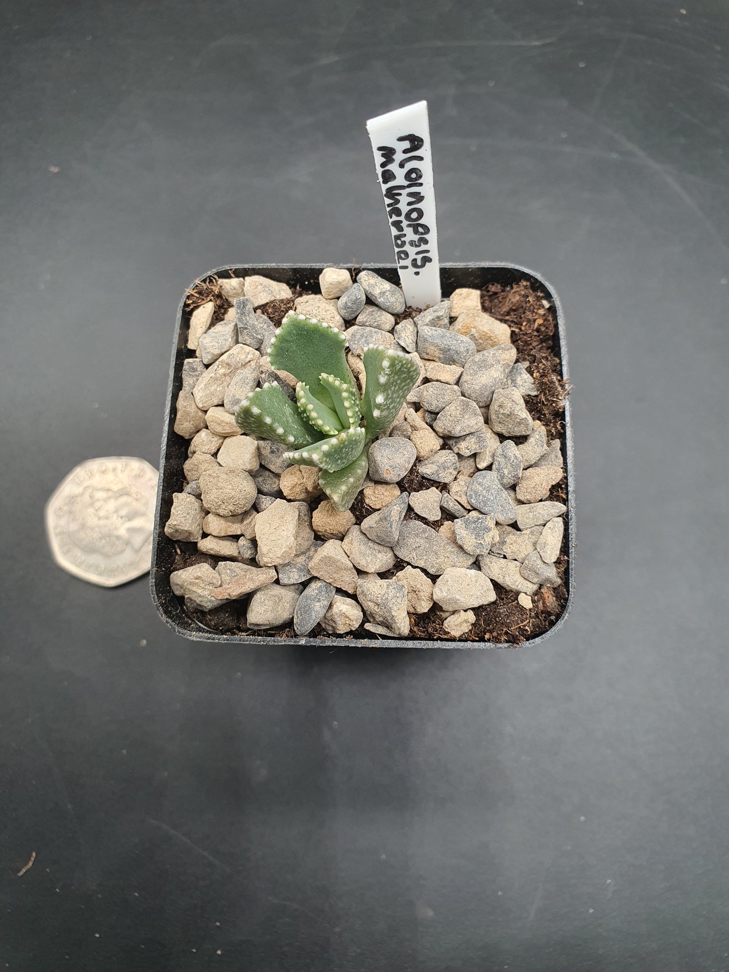Aloinopsis malherbei  - Giant Jewel Plant