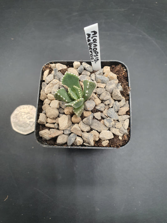 Aloinopsis malherbei  - Giant Jewel Plant