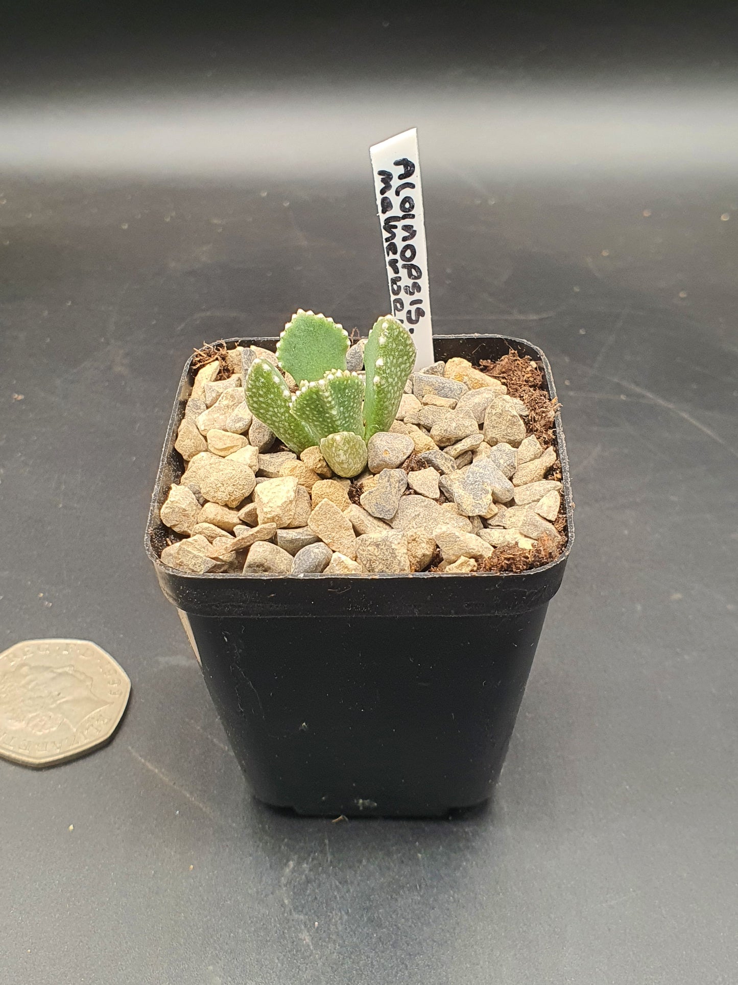 Aloinopsis malherbei  - Giant Jewel Plant