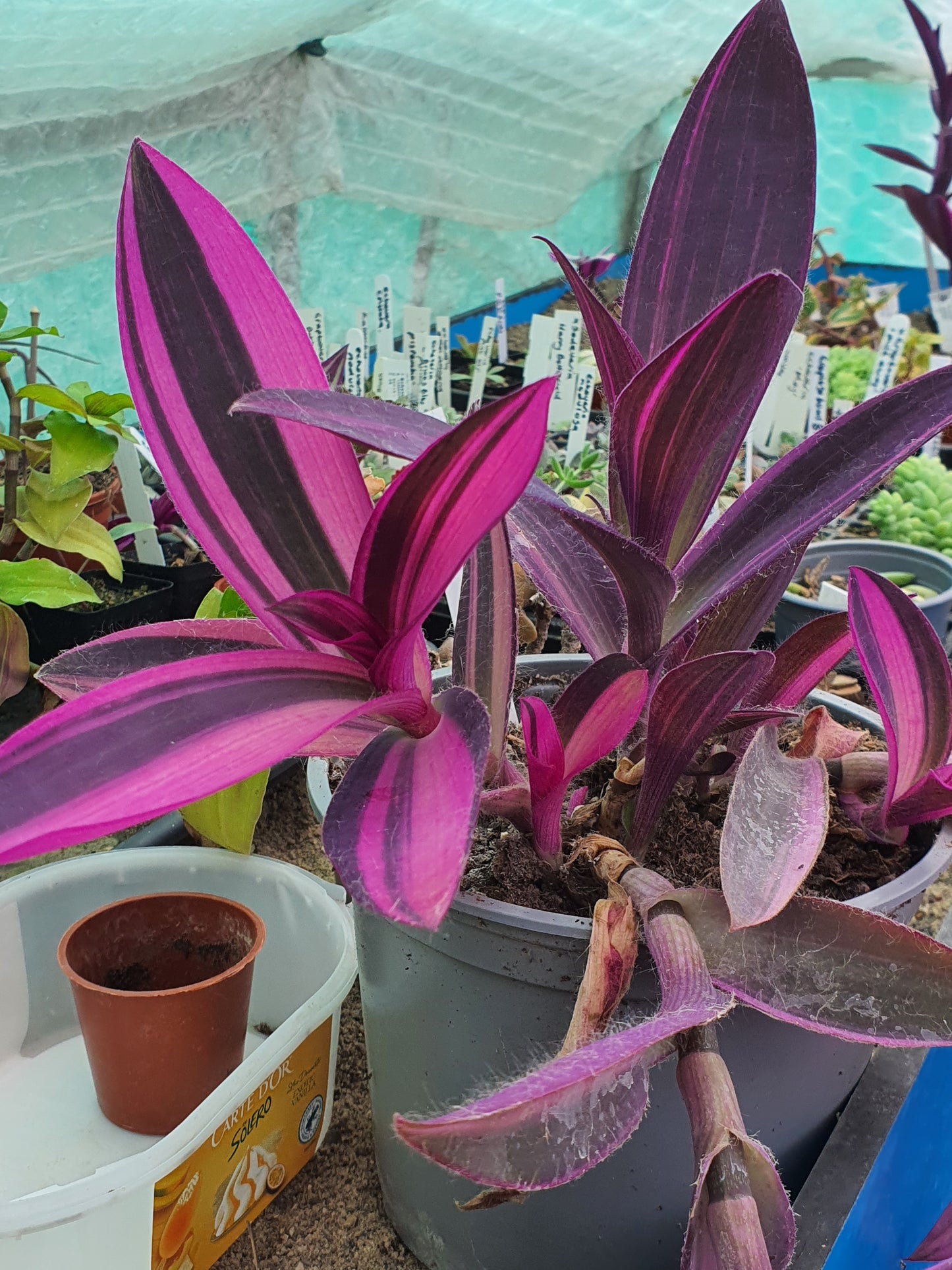 Tradescantia pallida 'Pink Stripe' - Cutting