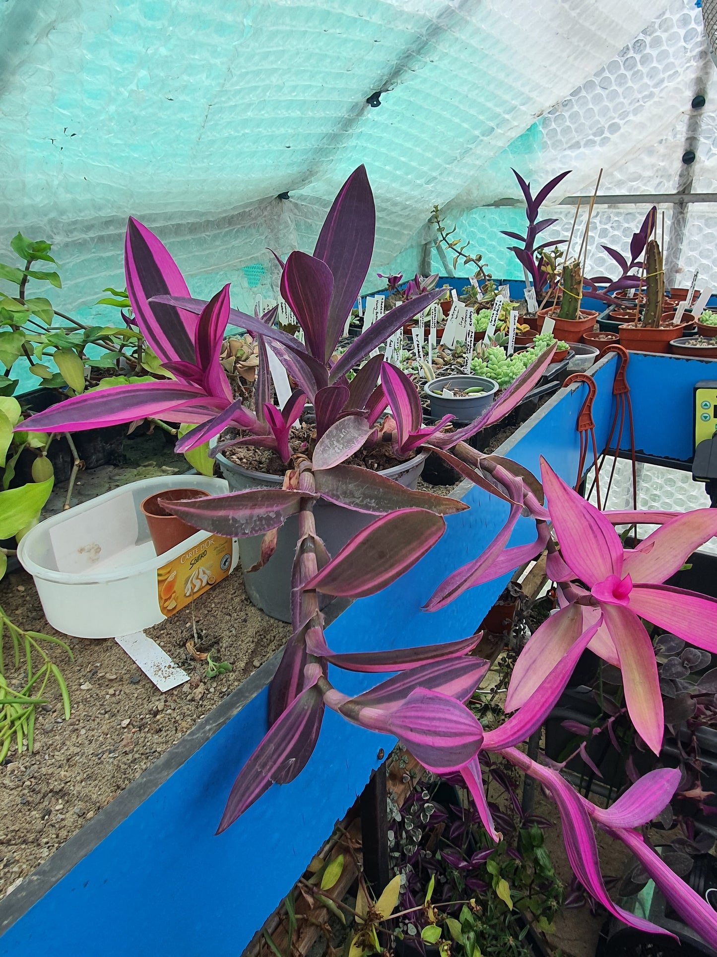 Tradescantia pallida 'Pink Stripe' - Cutting