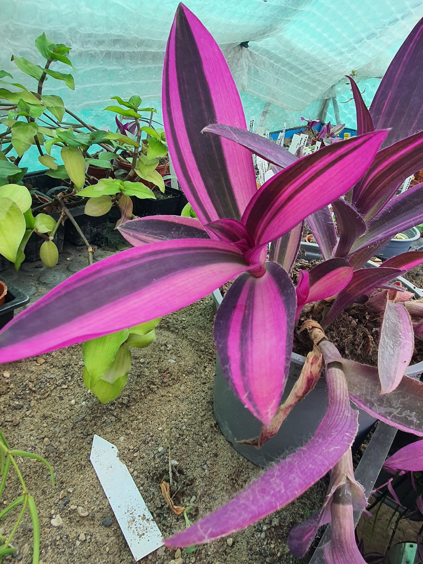 Tradescantia pallida 'Pink Stripe' - Cutting