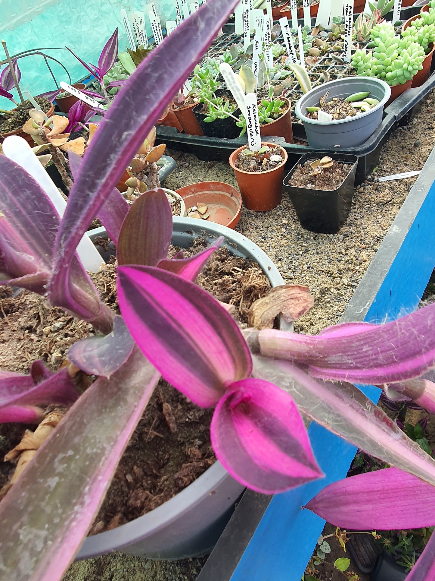 Tradescantia pallida 'Pink Stripe' - Cutting