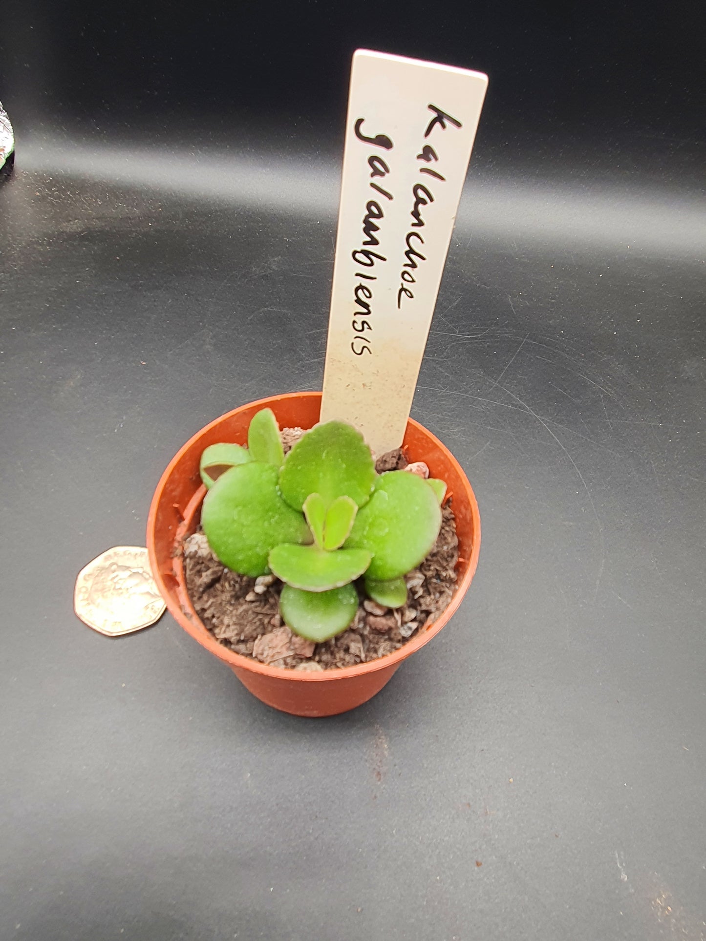 Kalanchoe spathulata var. garambiensis