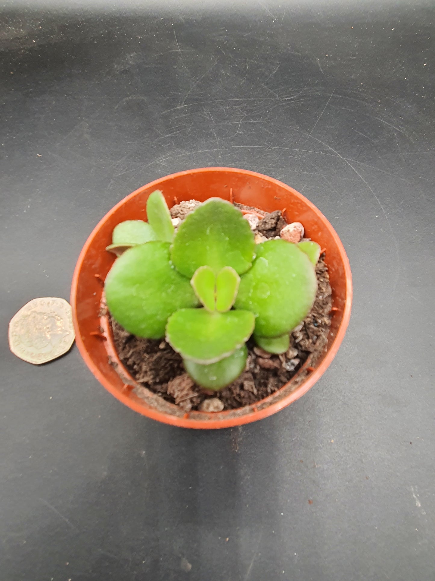 Kalanchoe spathulata var. garambiensis