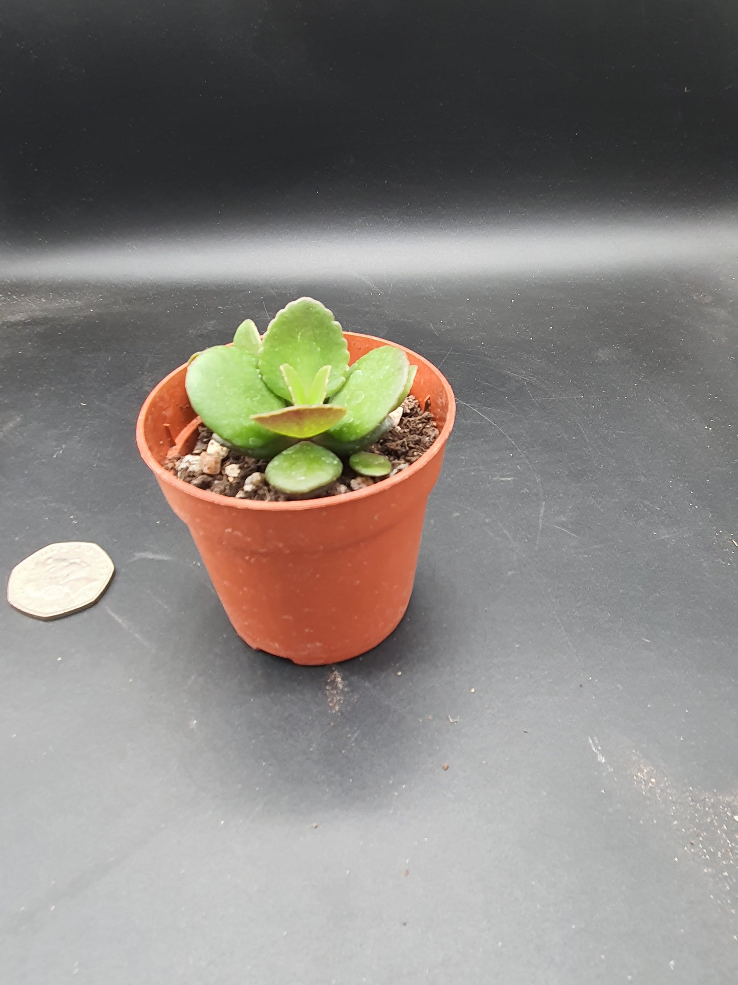 Kalanchoe spathulata var. garambiensis