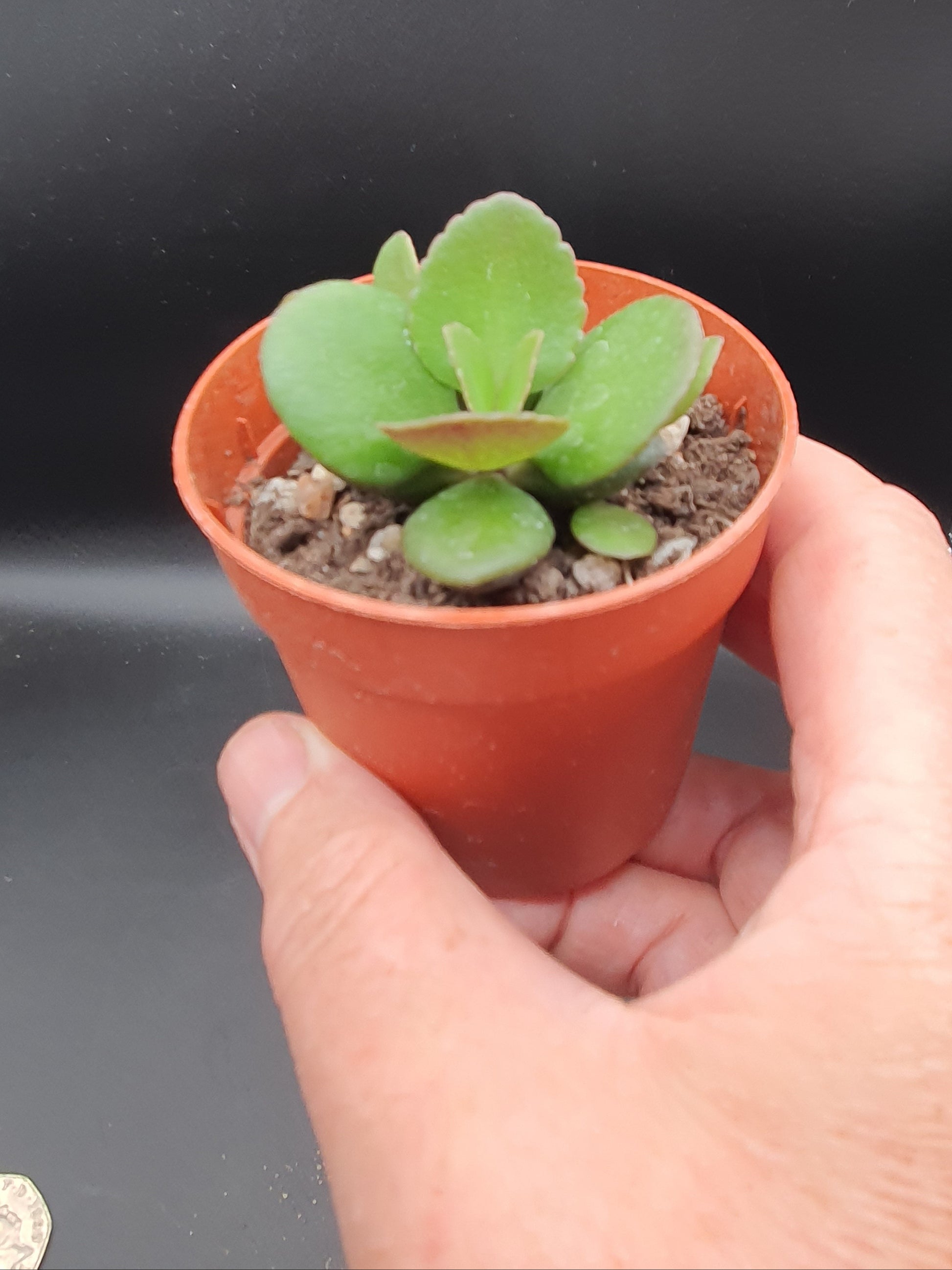 Kalanchoe spathulata var. garambiensis - Kalanchoe small plant