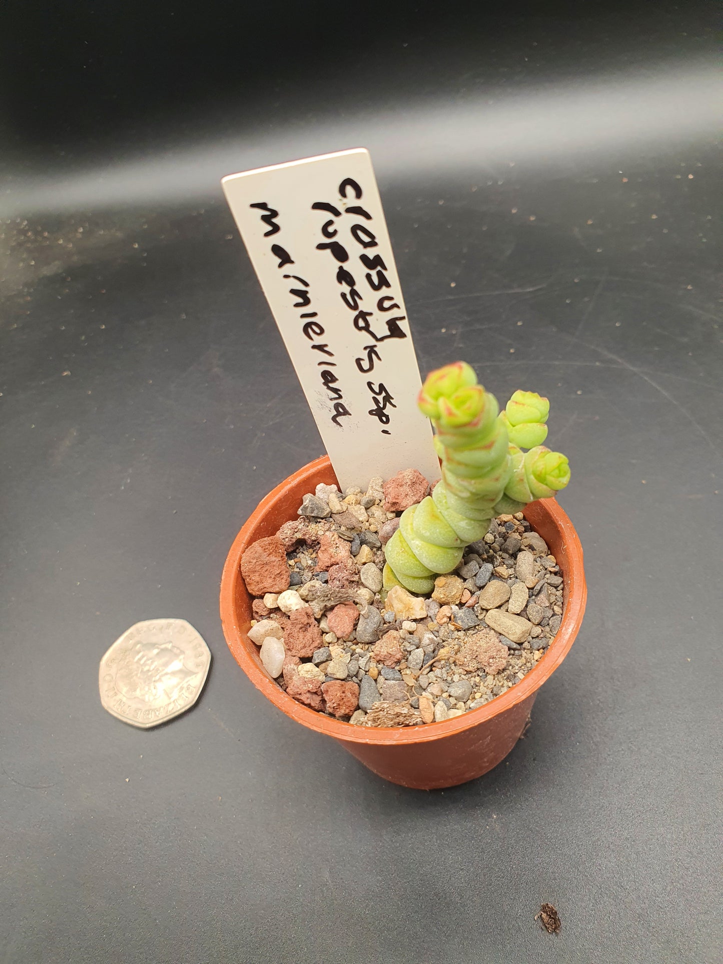 Crassula rupestris subsp. marnieriana | Worm Plant | Jade Necklace | Baby's Necklace