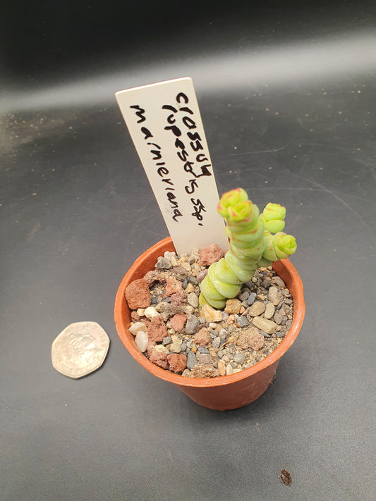 Crassula rupestris subsp. marnieriana | Worm Plant | Jade Necklace | Baby's Necklace
