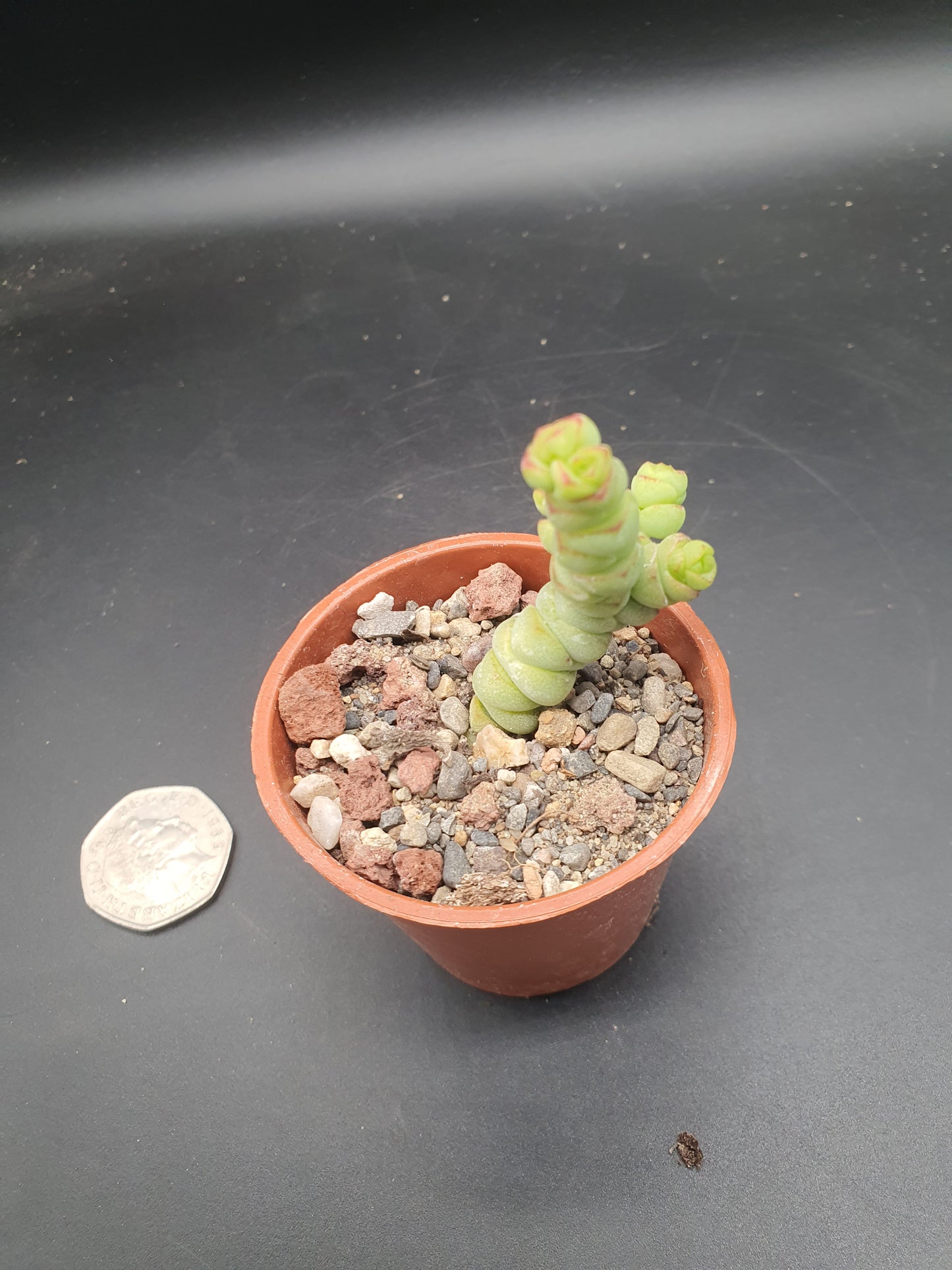 Crassula rupestris subsp. marnieriana | Worm Plant | Jade Necklace | Baby's Necklace