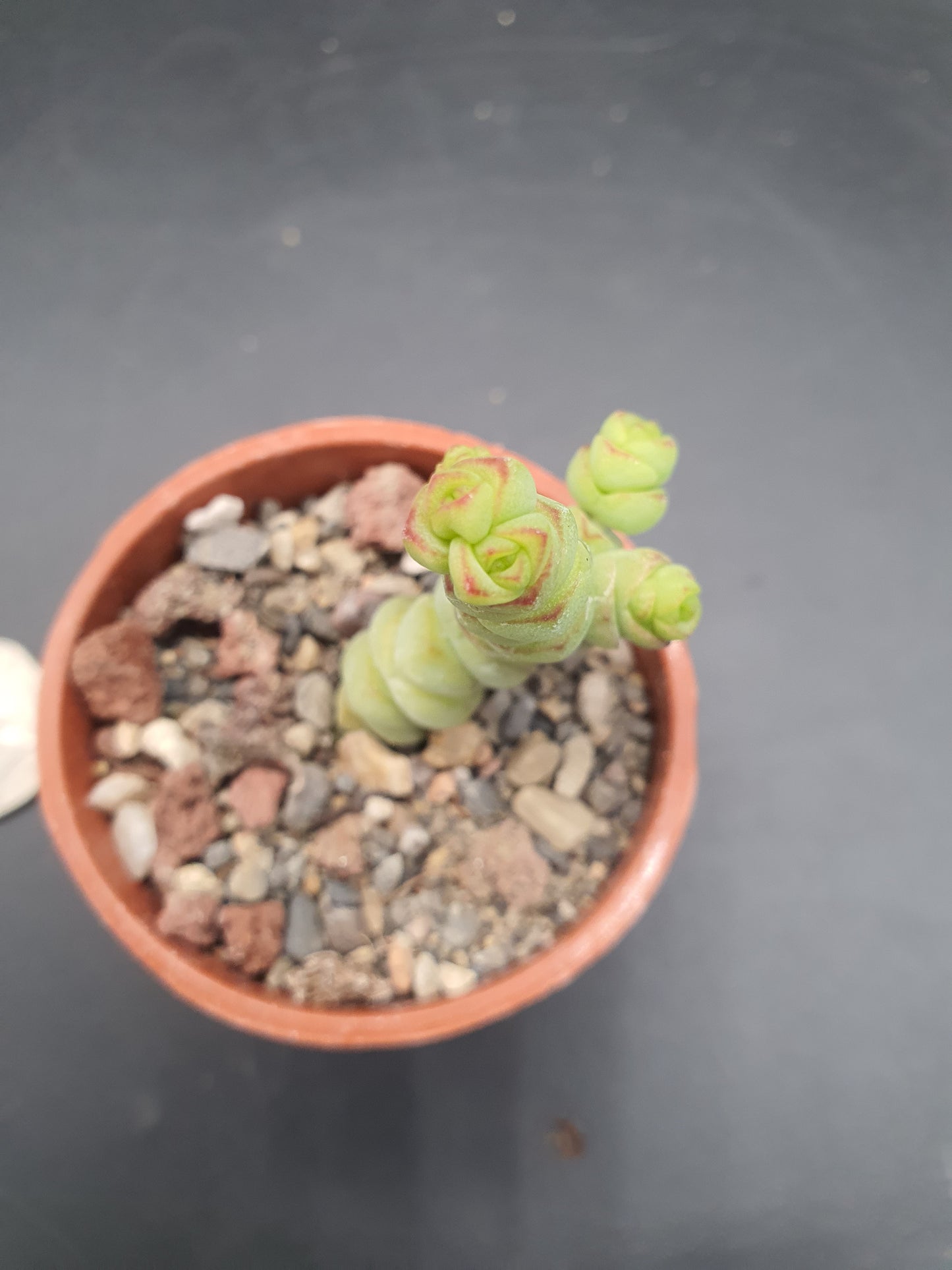 Crassula rupestris subsp. marnieriana | Worm Plant | Jade Necklace | Baby's Necklace