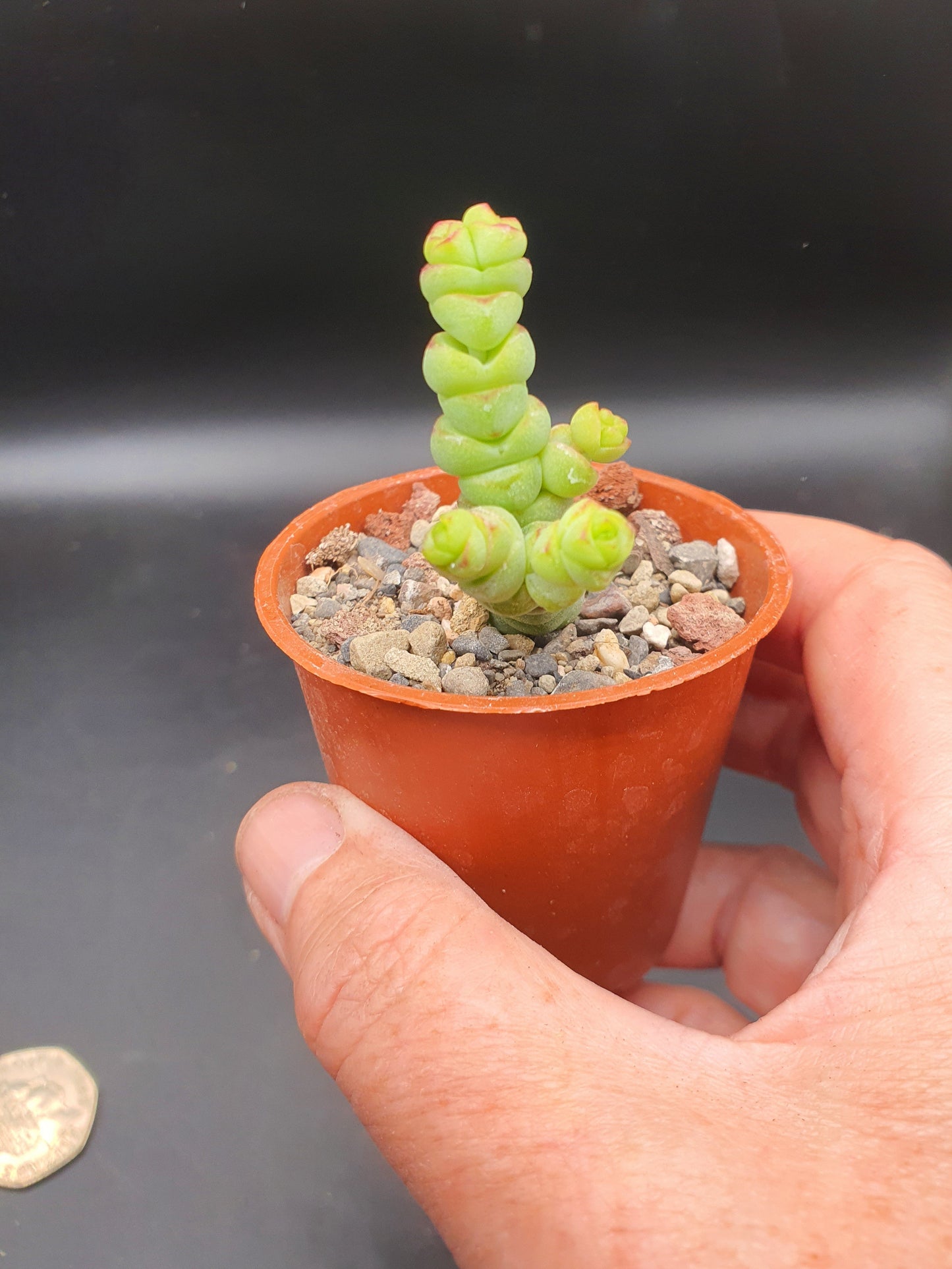 Crassula rupestris subsp. marnieriana - Jade Necklace plant 
