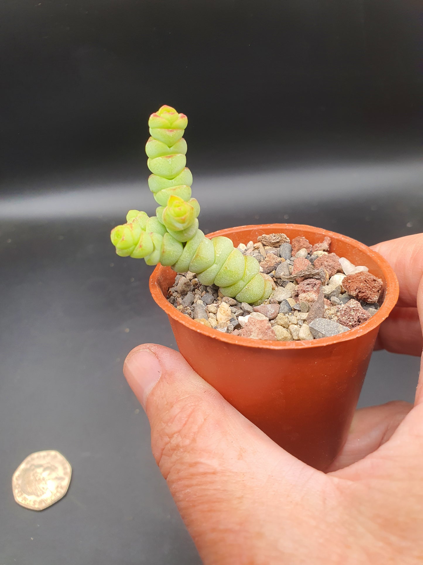 Crassula rupestris subsp. marnieriana | Worm Plant | Jade Necklace | Baby's Necklace