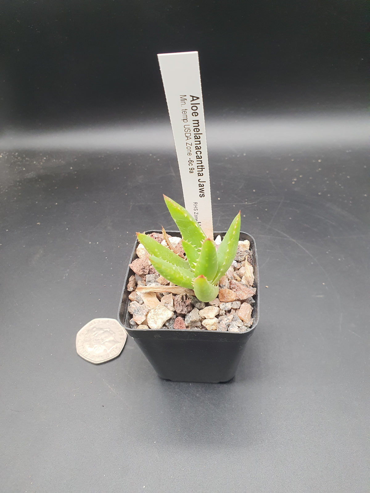 Aloe melanacantha 'Jaws'  | Hybrid Aloe Jaws