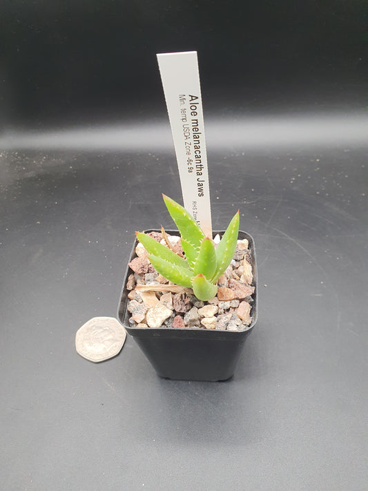 Aloe melanacantha 'Jaws'  | Hybrid Aloe Jaws