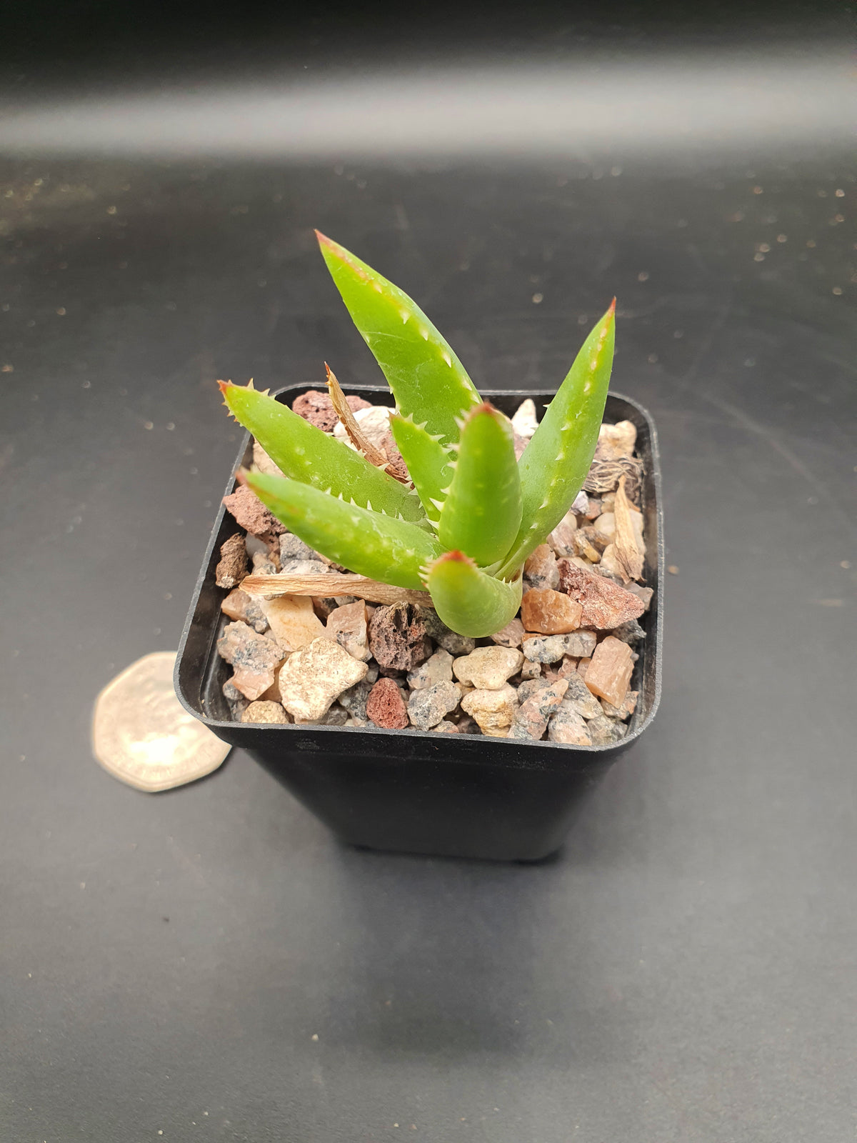 Aloe melanacantha 'Jaws'  | Hybrid Aloe Jaws