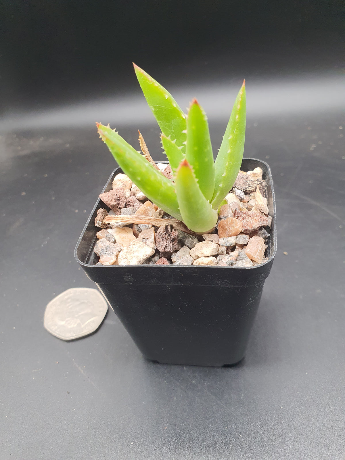 Aloe melanacantha 'Jaws'  | Hybrid Aloe Jaws