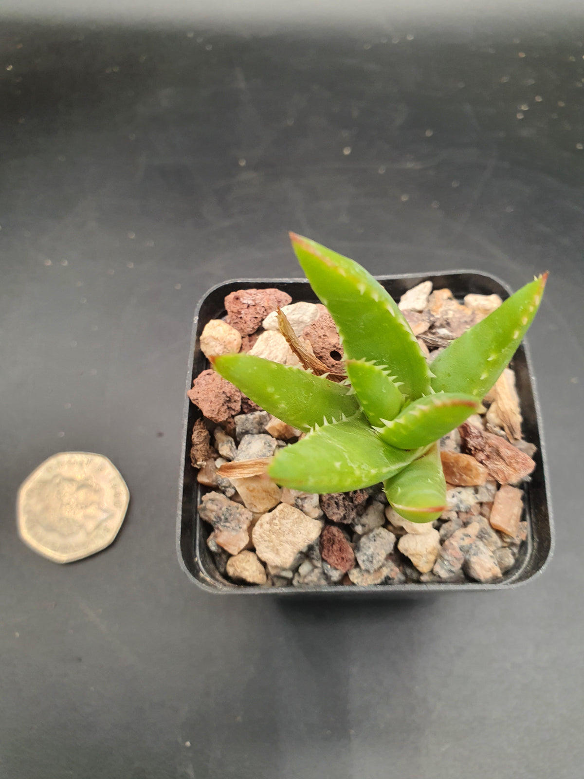 Aloe melanacantha 'Jaws'  | Hybrid Aloe Jaws