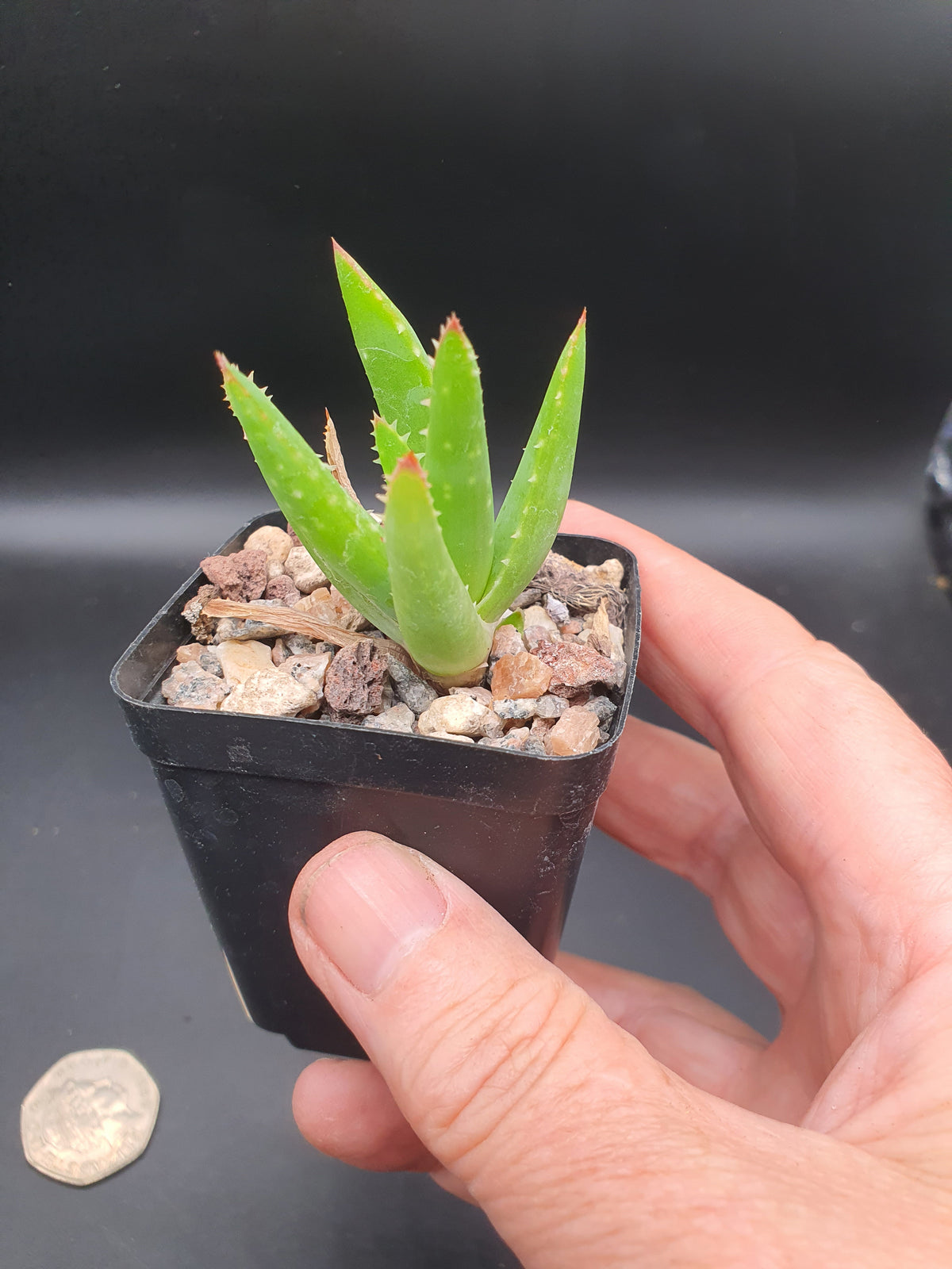Aloe melanacantha 'Jaws'  | Hybrid Aloe Jaws