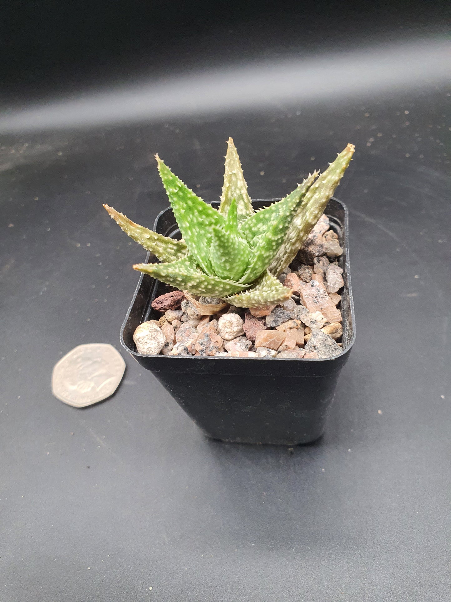 Aloe Hybrid
