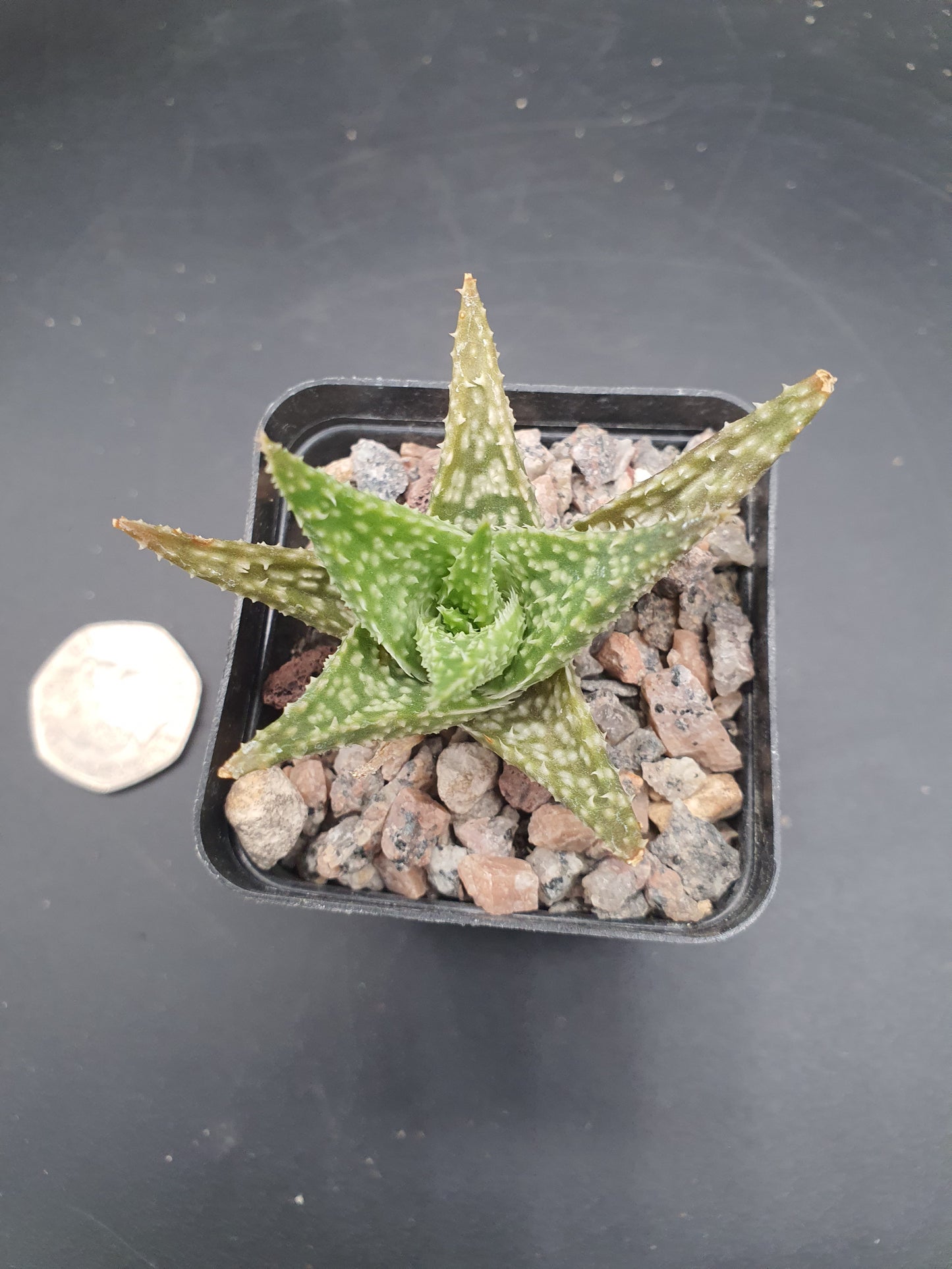 Aloe Hybrid