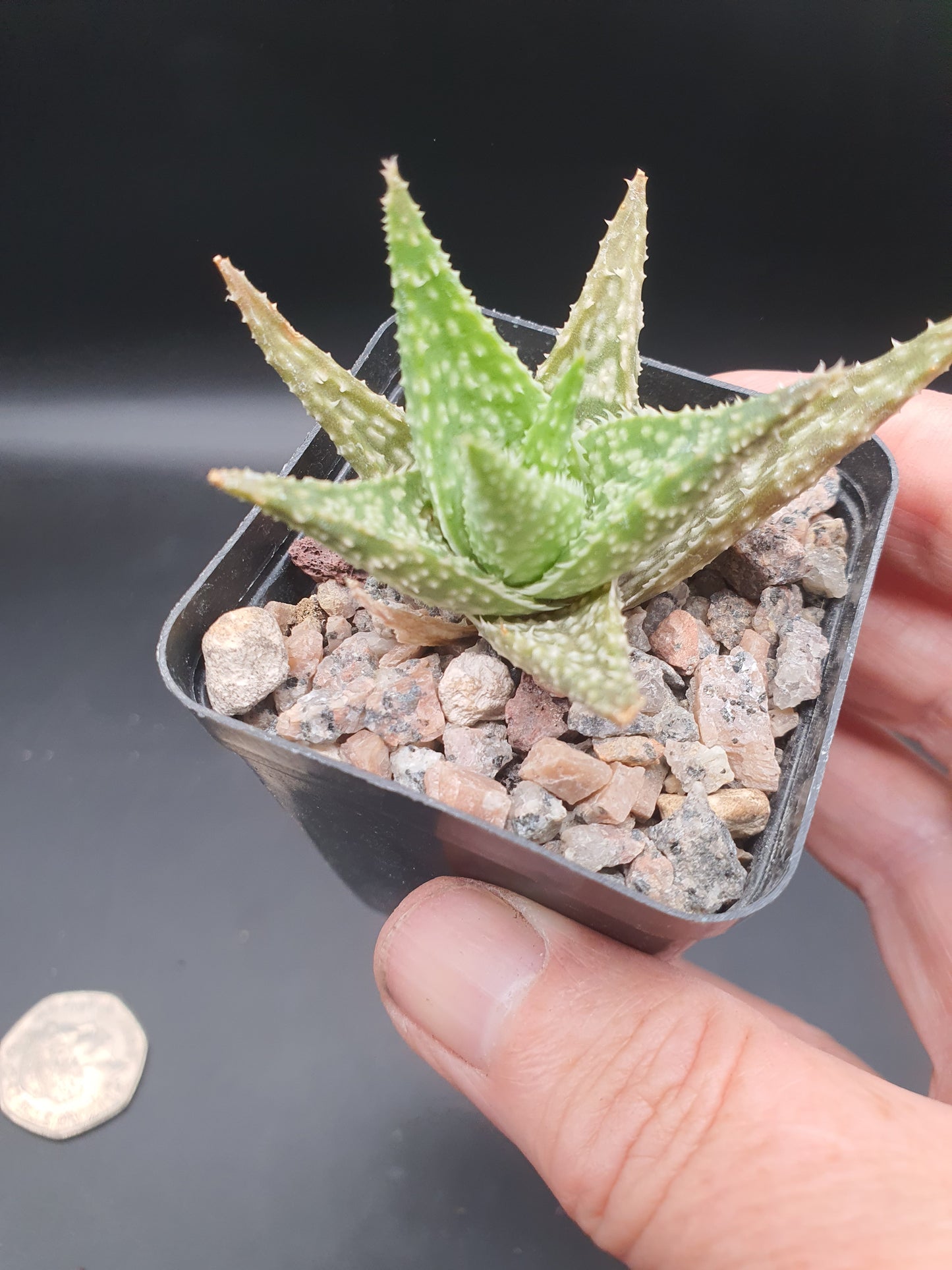 Aloe Hybrid