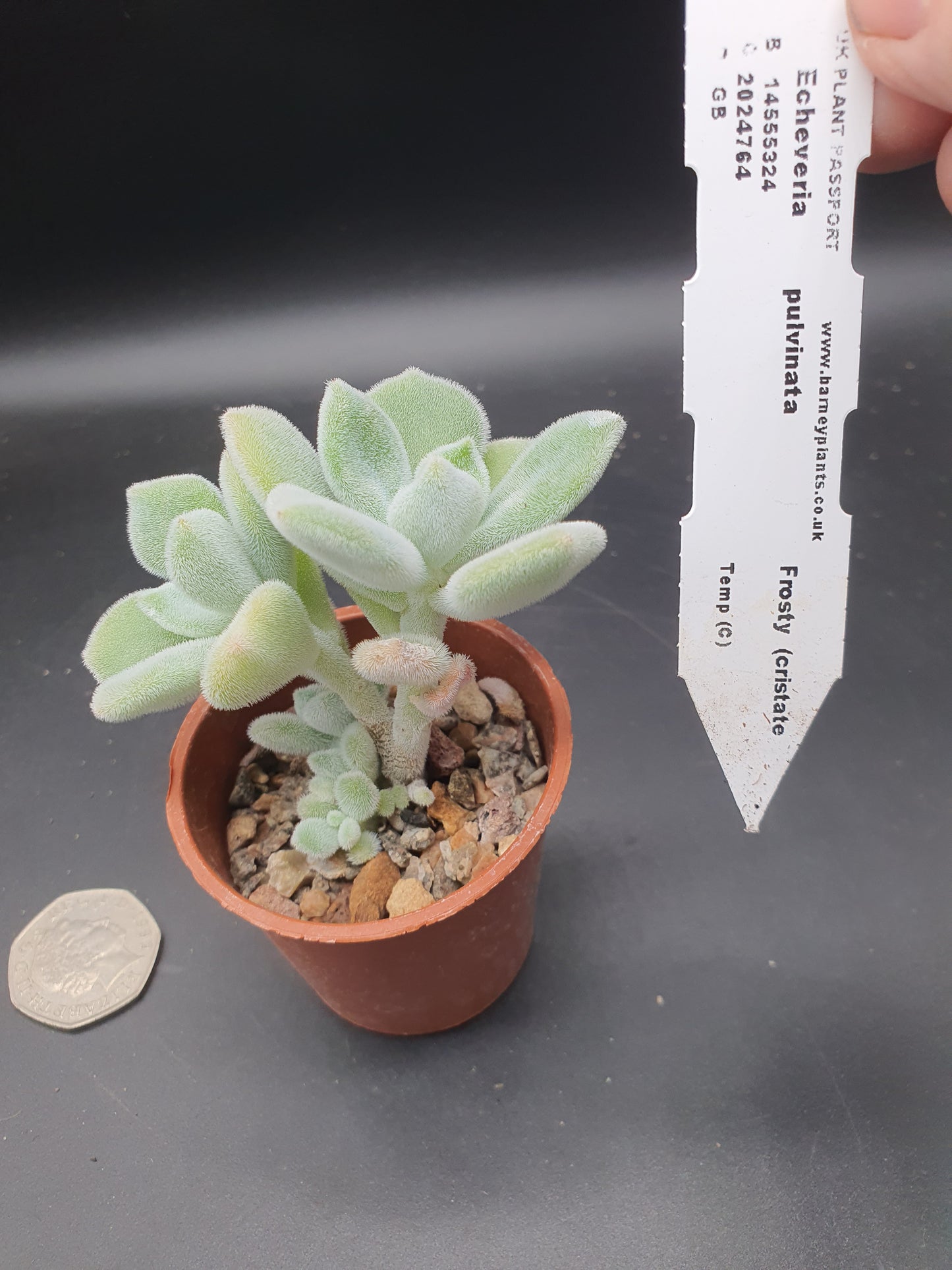 Echeveria pulvinata "Frosty'