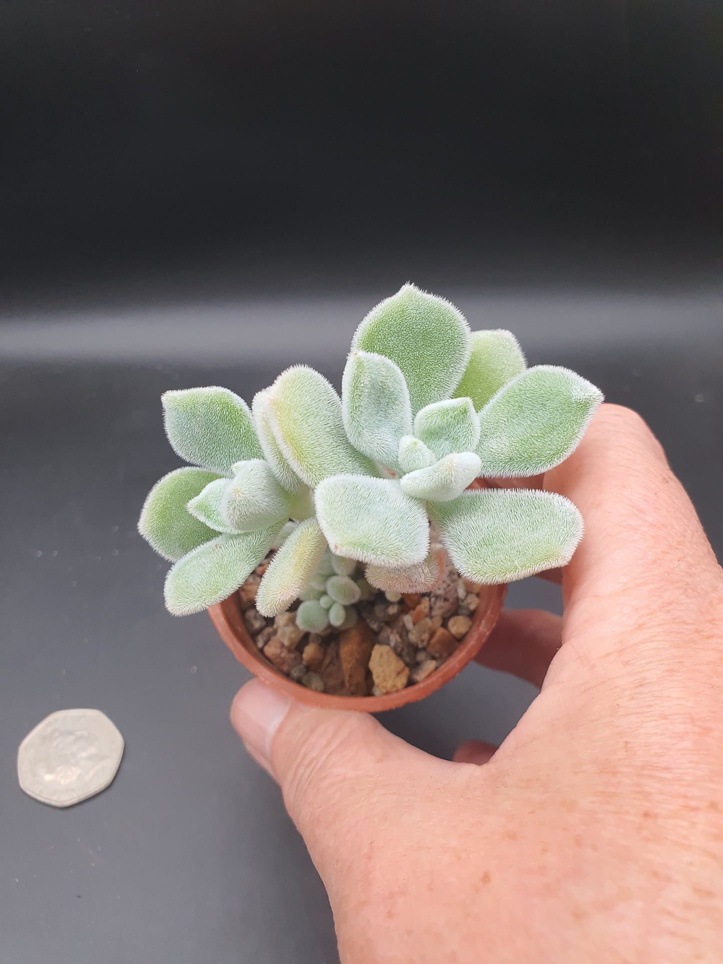 Echeveria pulvinata "Frosty'