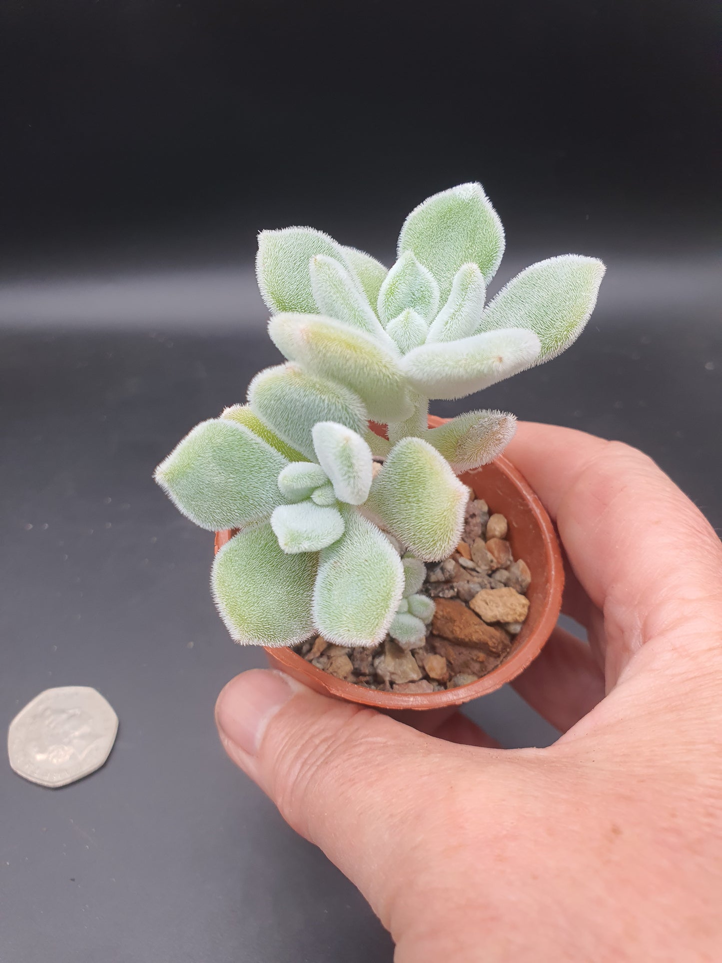 Echeveria pulvinata "Frosty'