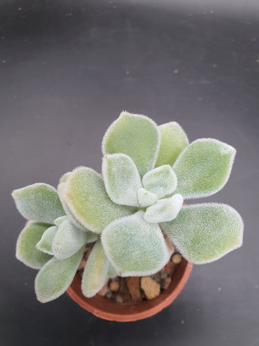 Echeveria pulvinata "Frosty'