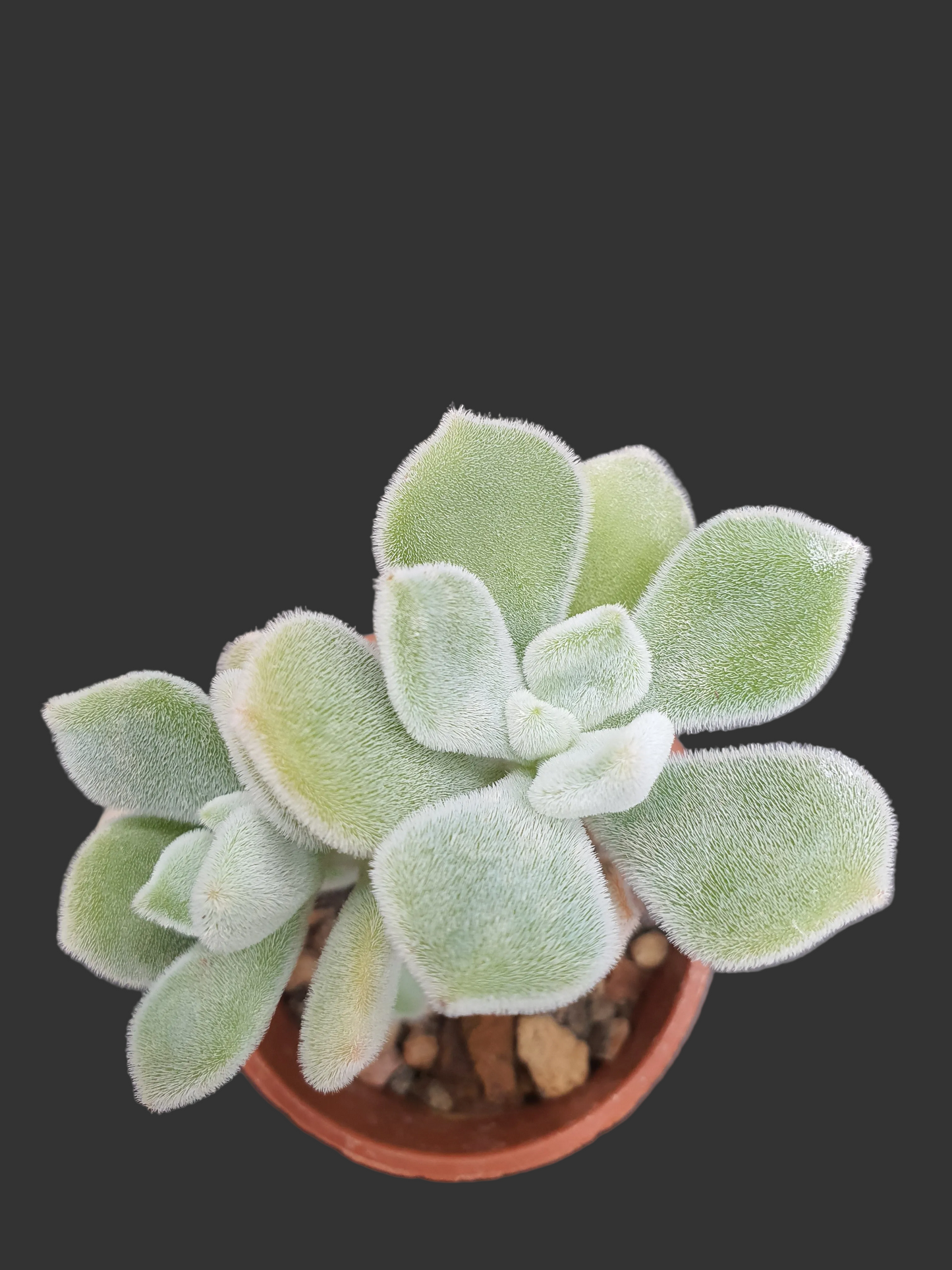 Echeveria pulvinata "Frosty'