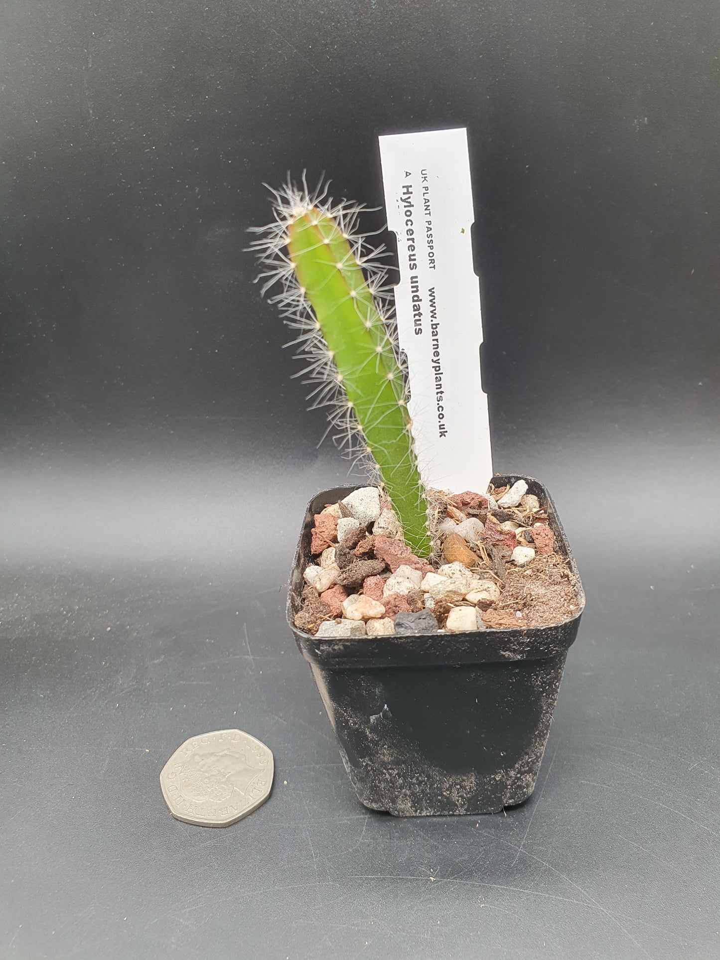 Selenicereus undatus  | Hylocereus undatus | White Dragon Fruit | Plant
