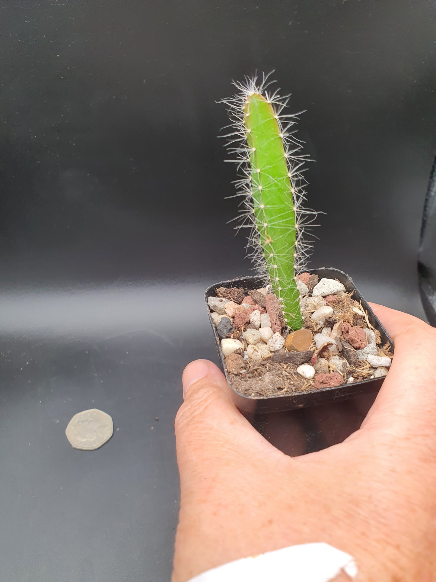 Selenicereus undatus  | Hylocereus undatus | White Dragon Fruit | Plant