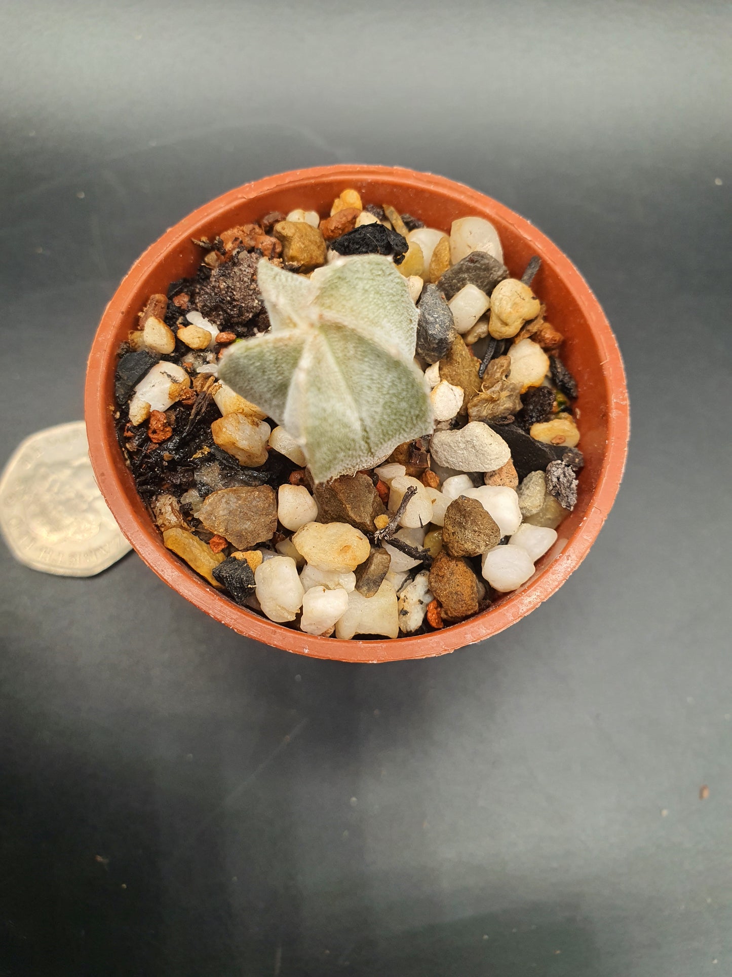 Astrophytum myriostigma | Bishop's cap cactus