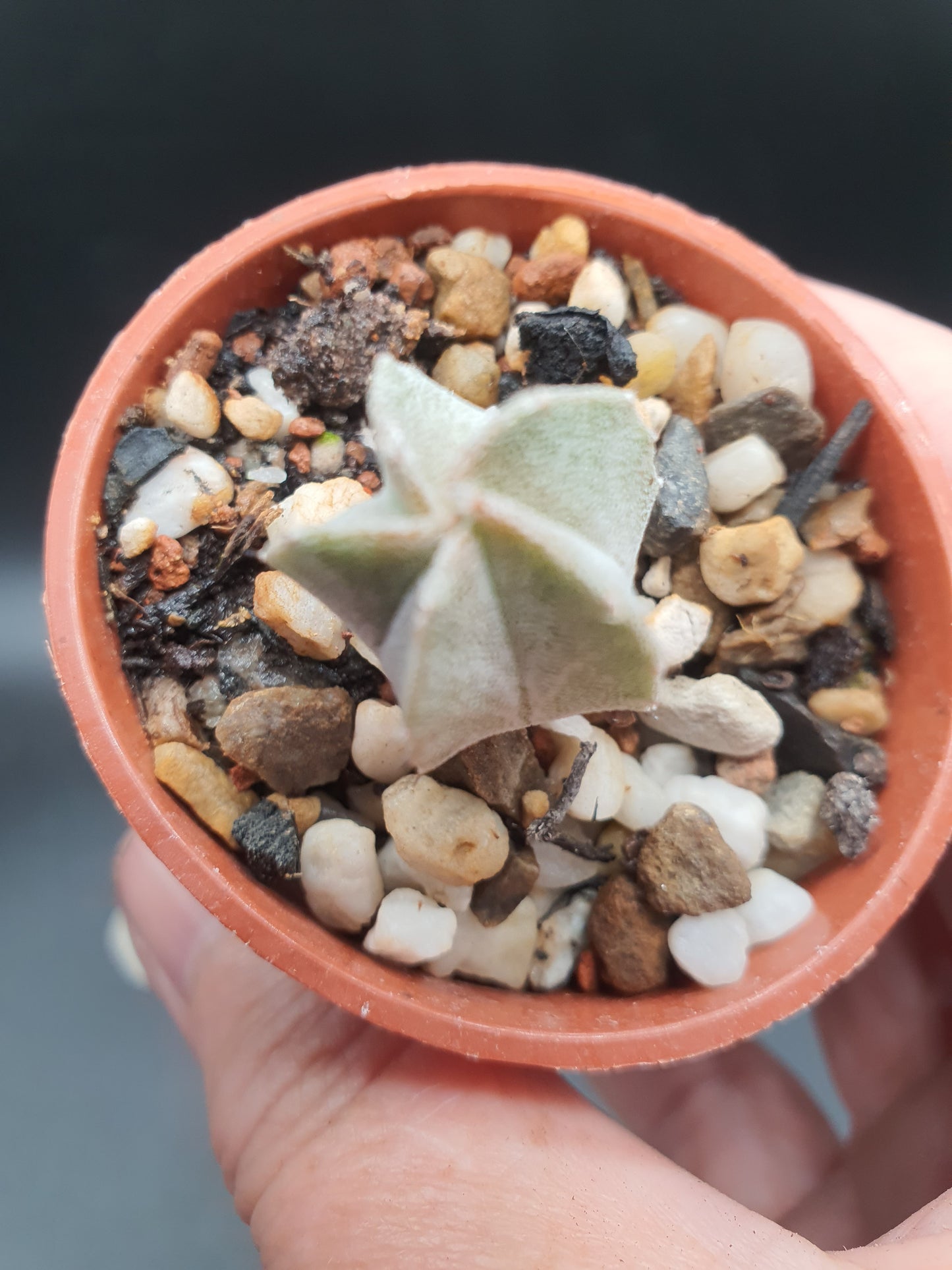 Astrophytum myriostigma | Bishop's cap cactus