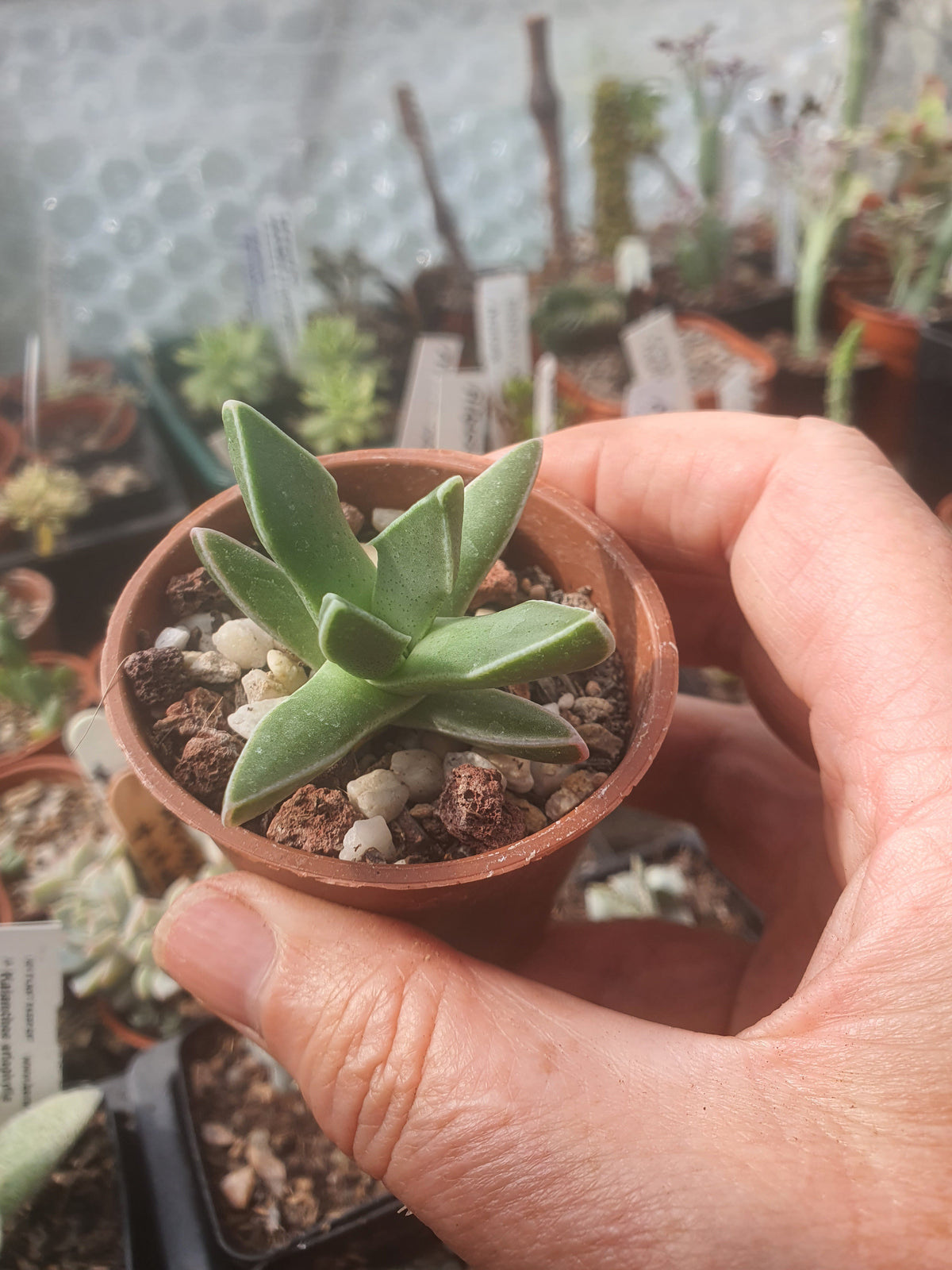 Faucaria paucidens - Tiger Jaws /  Few-Toothed Tiger