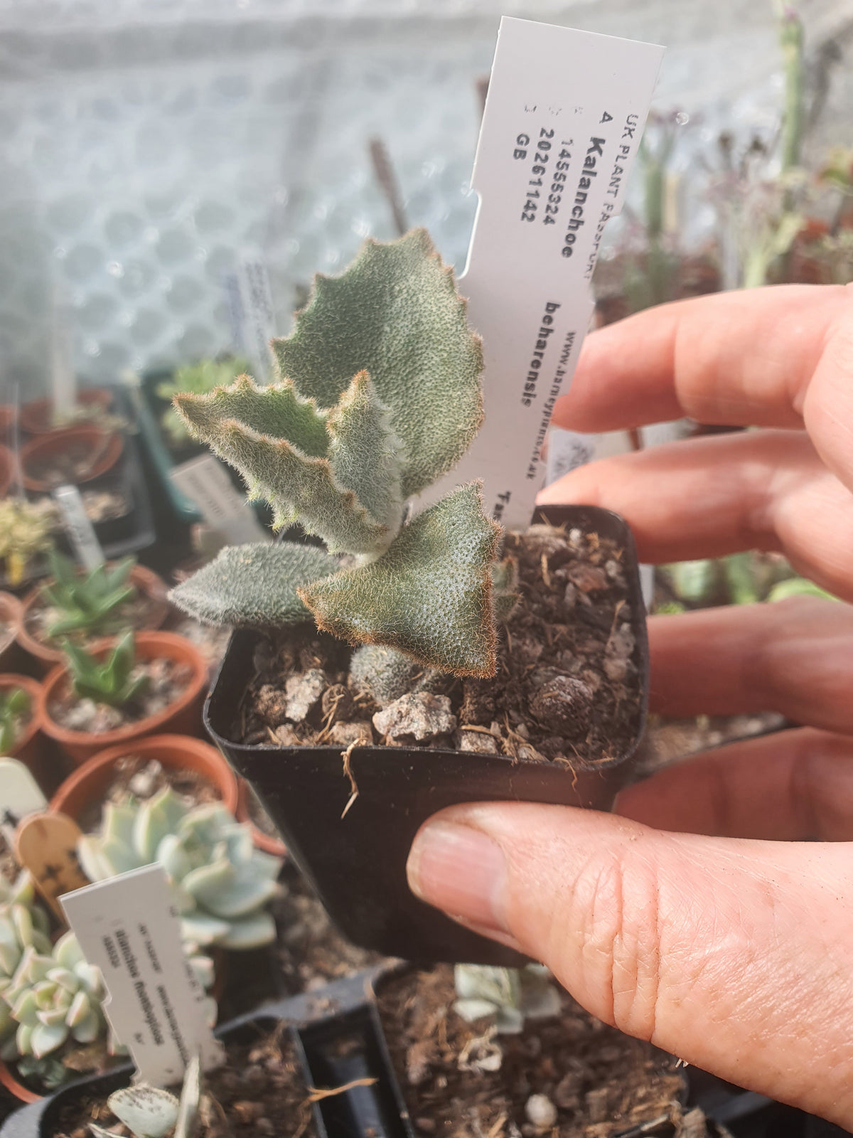 Kalanchoe beharensis 'Fang' | Felt Plant - Fuzzy leaves