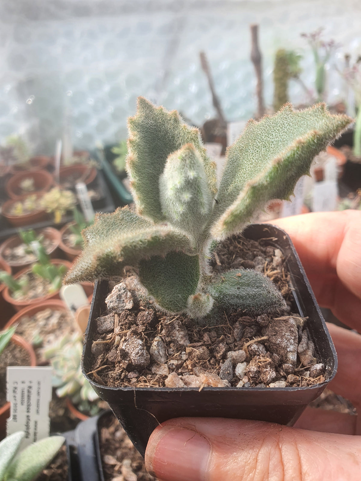 Kalanchoe beharensis 'Fang' | Felt Plant - Fuzzy leaves