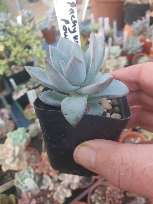 xPachyveria 'Powder Puff'